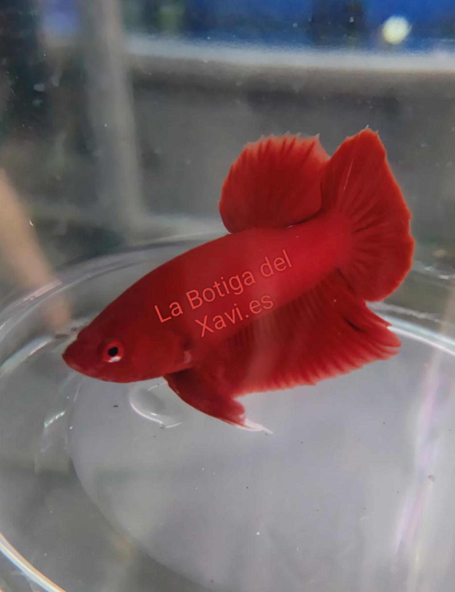 BETTA SPLENDENS MACHO PLAKAT ROJO