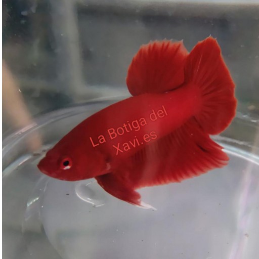 BETTA SPLENDENS MACHO PLAKAT ROJO 