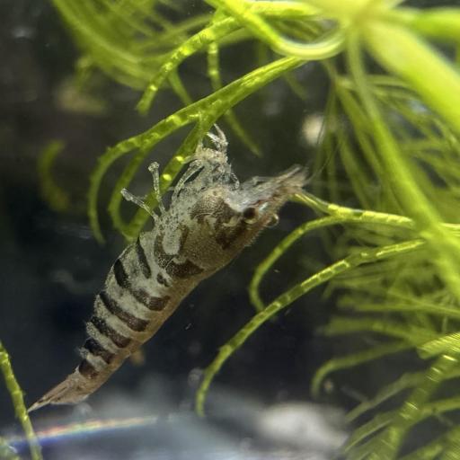 Caridina Babaulti zebra  [1]