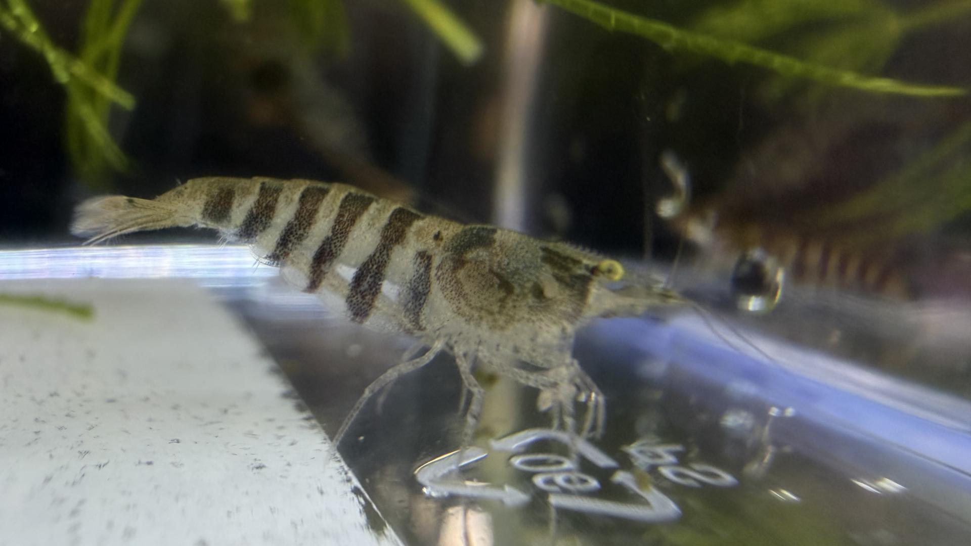 Caridina Babaulti zebra