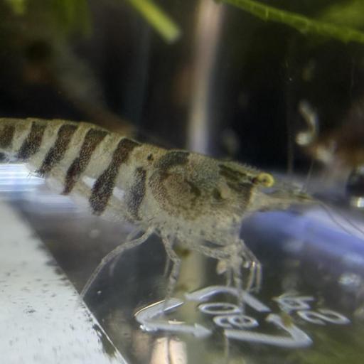 Caridina Babaulti zebra  [0]