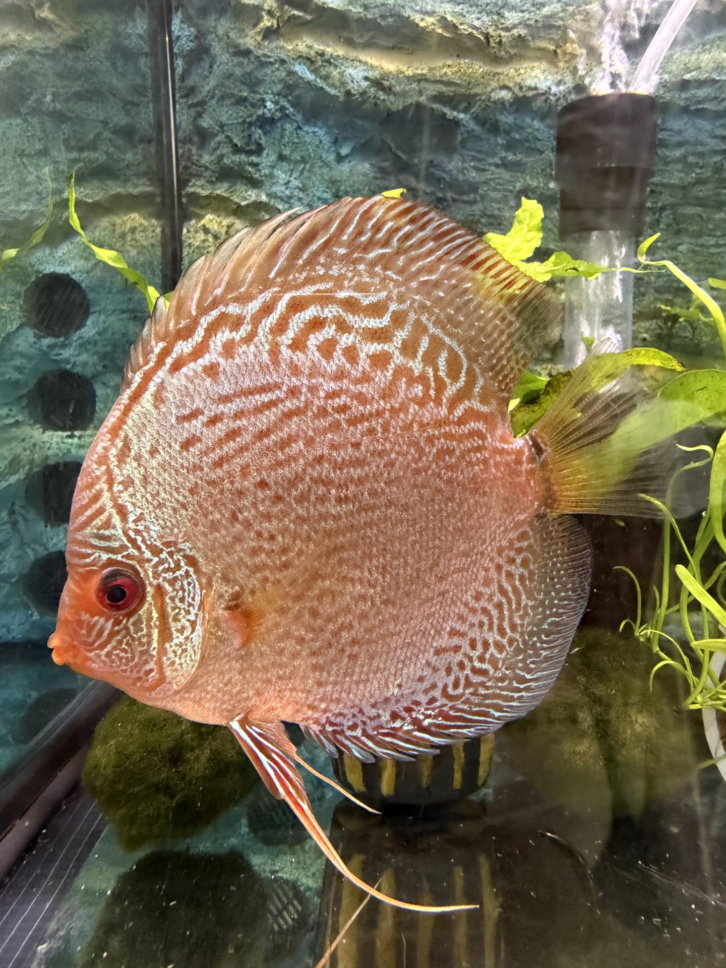 Disco Snake Coral 10-12cm