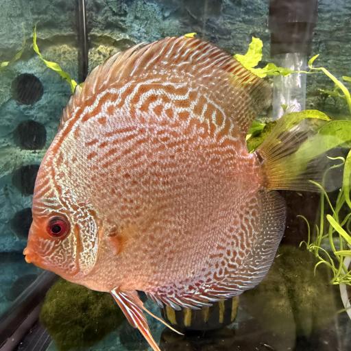 Disco Snake Coral 10-12cm [0]