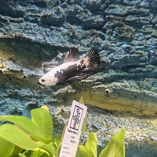 BETTA SPL. HM NEMO MALE (AAA QUAL) XL [1]