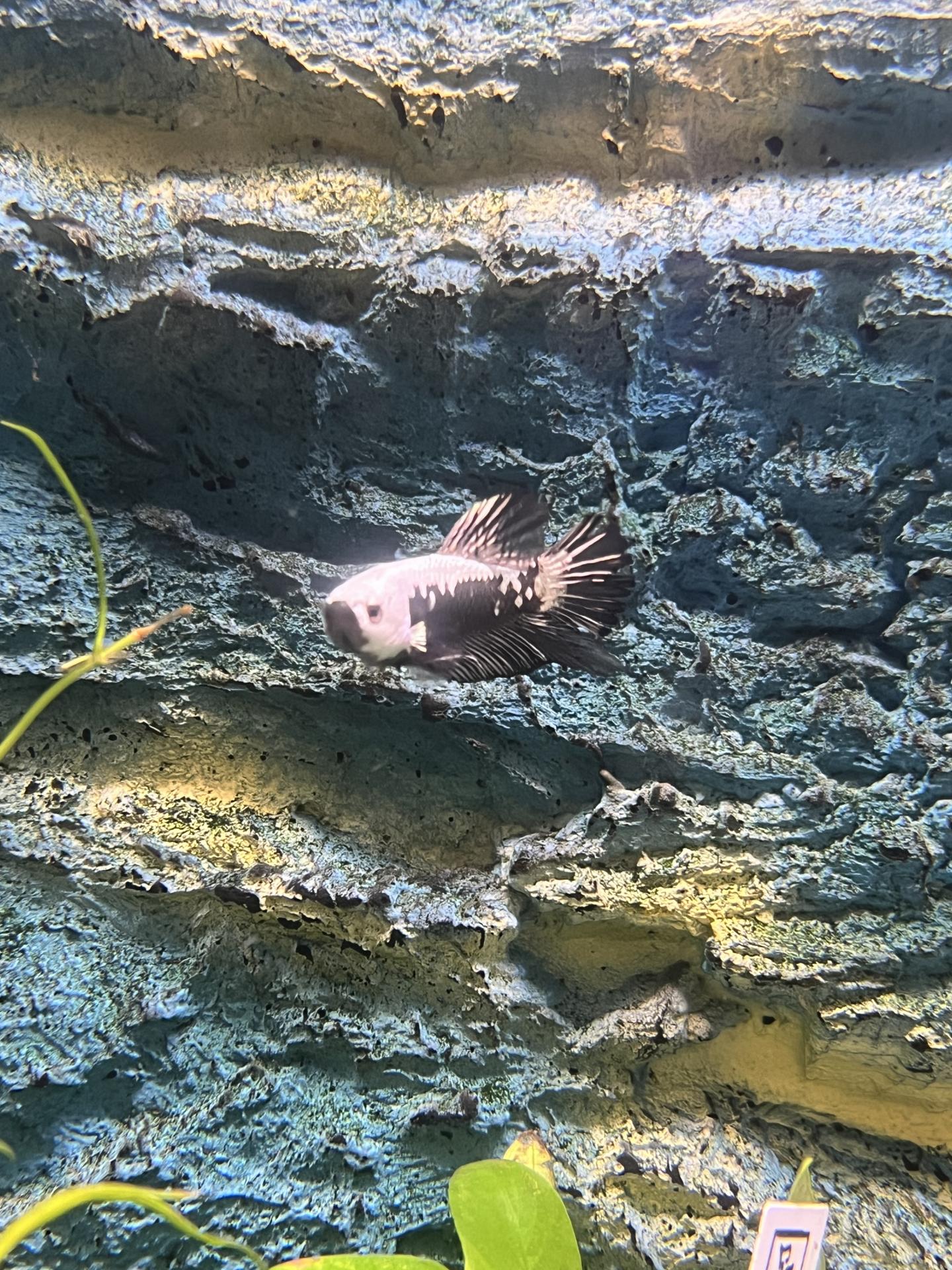 BETTA SPL. HM NEMO MALE (AAA QUAL) XL