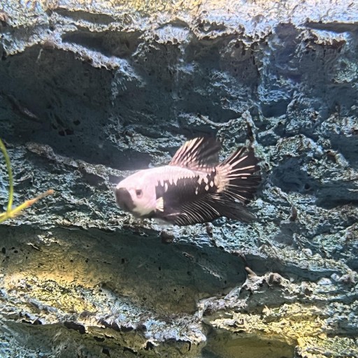 BETTA SPL. HM NEMO MALE (AAA QUAL) XL [0]
