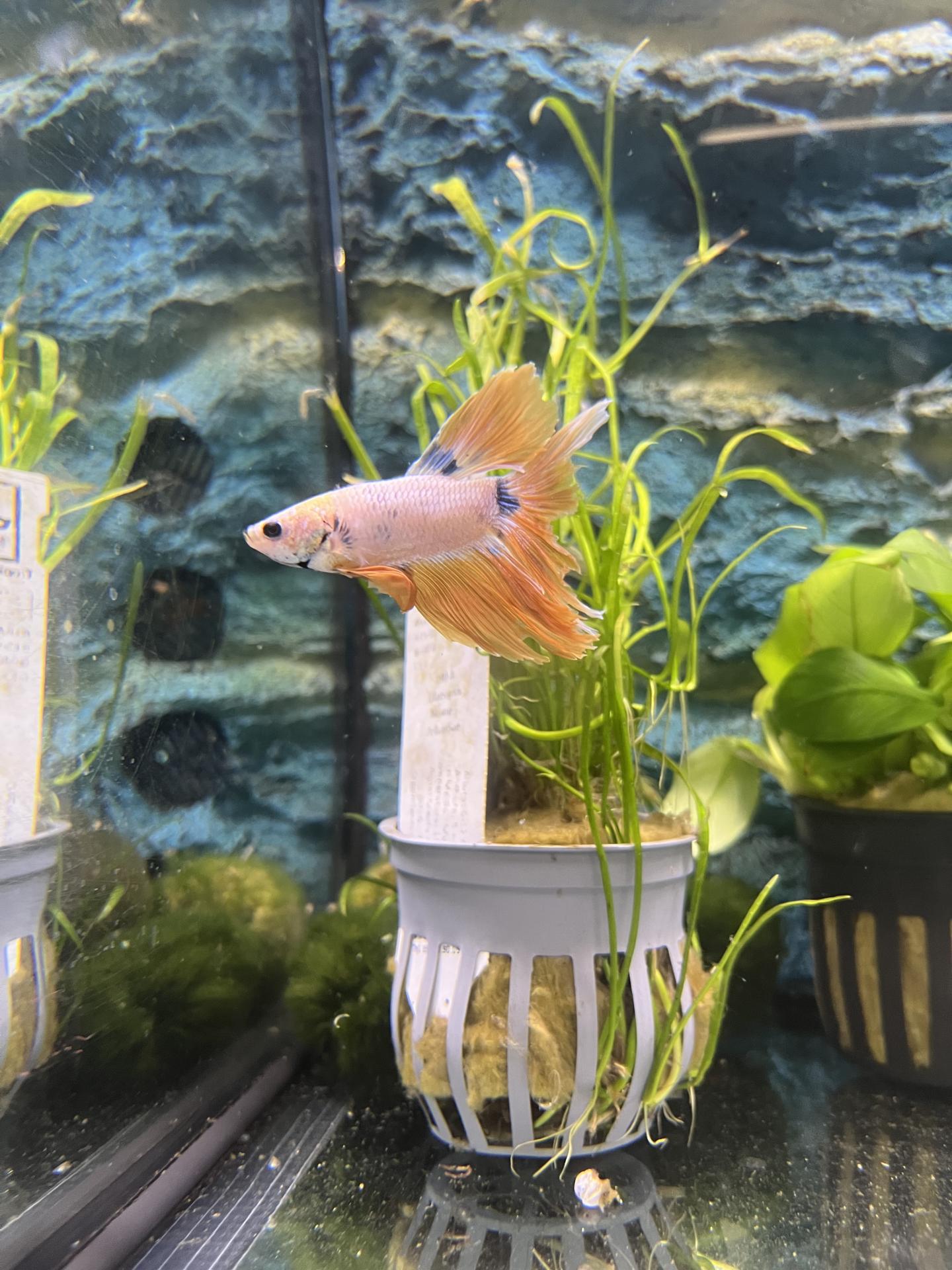 BETTA SPLENDENS BLUE MUSTARD GAS HALFM