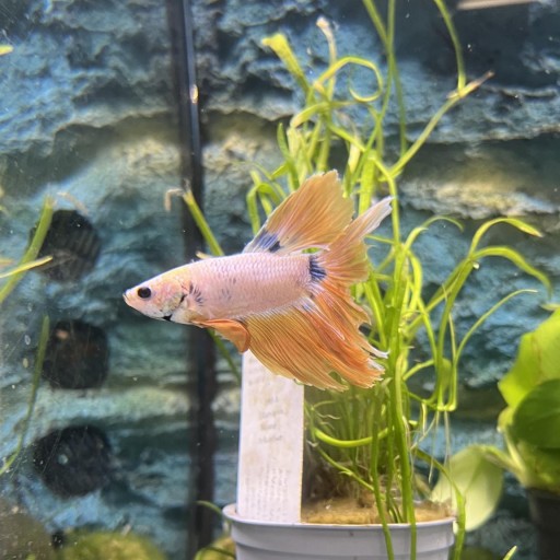 BETTA SPLENDENS BLUE MUSTARD GAS HALFM [0]