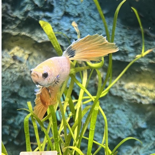 BETTA SPLENDENS BLUE MUSTARD GAS HALFM [2]
