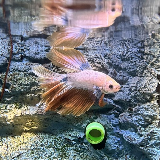 BETTA SPLENDENS BLUE MUSTARD GAS HALFM [1]