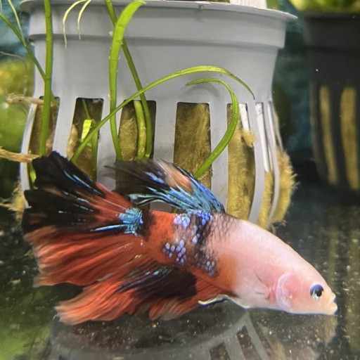 BETTA SPLENDENS KOI MALE XL-XXL [2]