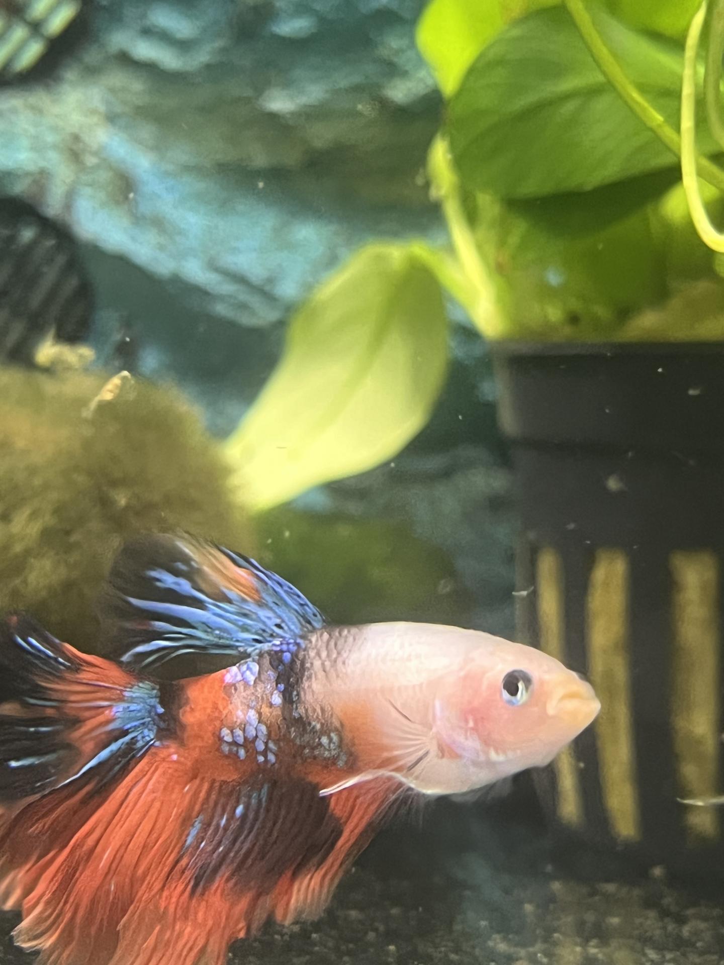 BETTA SPLENDENS KOI MALE XL-XXL