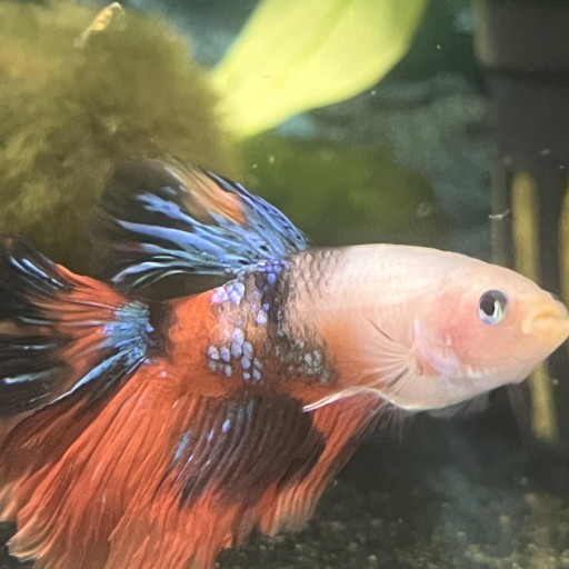 BETTA SPLENDENS KOI MALE XL-XXL [0]