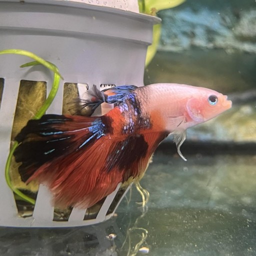 BETTA SPLENDENS KOI MALE XL-XXL [1]