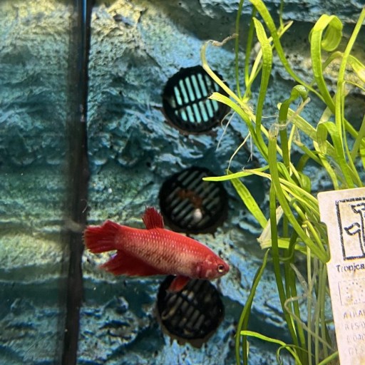 BETTA SPLENDENS RED DRAGOON FEMALE 3,5 [1]