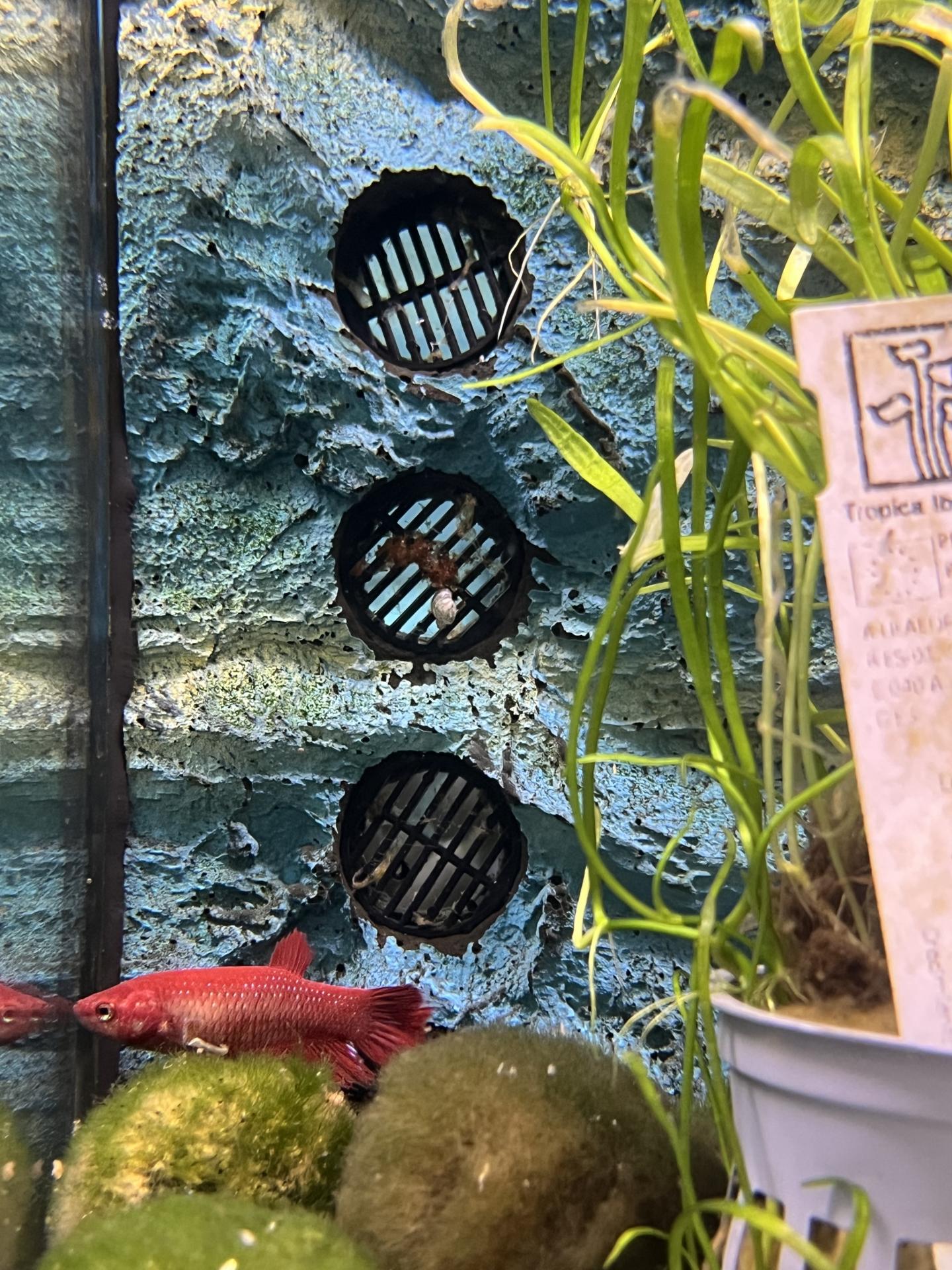 BETTA SPLENDENS RED DRAGOON FEMALE 3,5