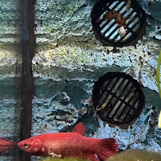 BETTA SPLENDENS RED DRAGOON FEMALE 3,5 [0]