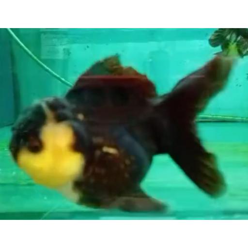 ORANDA PANDA 7-8CM [2]