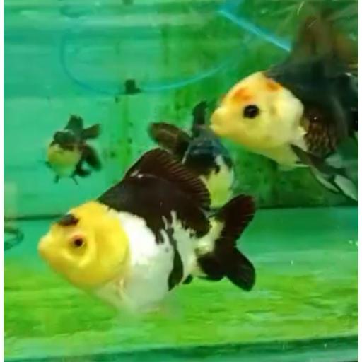 ORANDA PANDA 7-8CM [1]