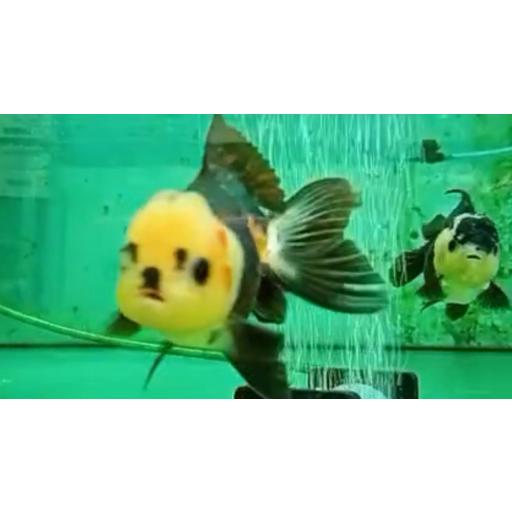 ORANDA PANDA 7-8CM