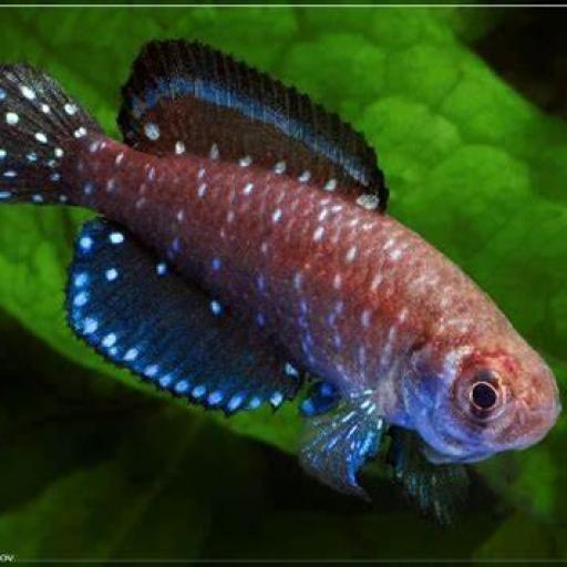Cynolebias Austrolebias Nigripinnis 3cm [0]