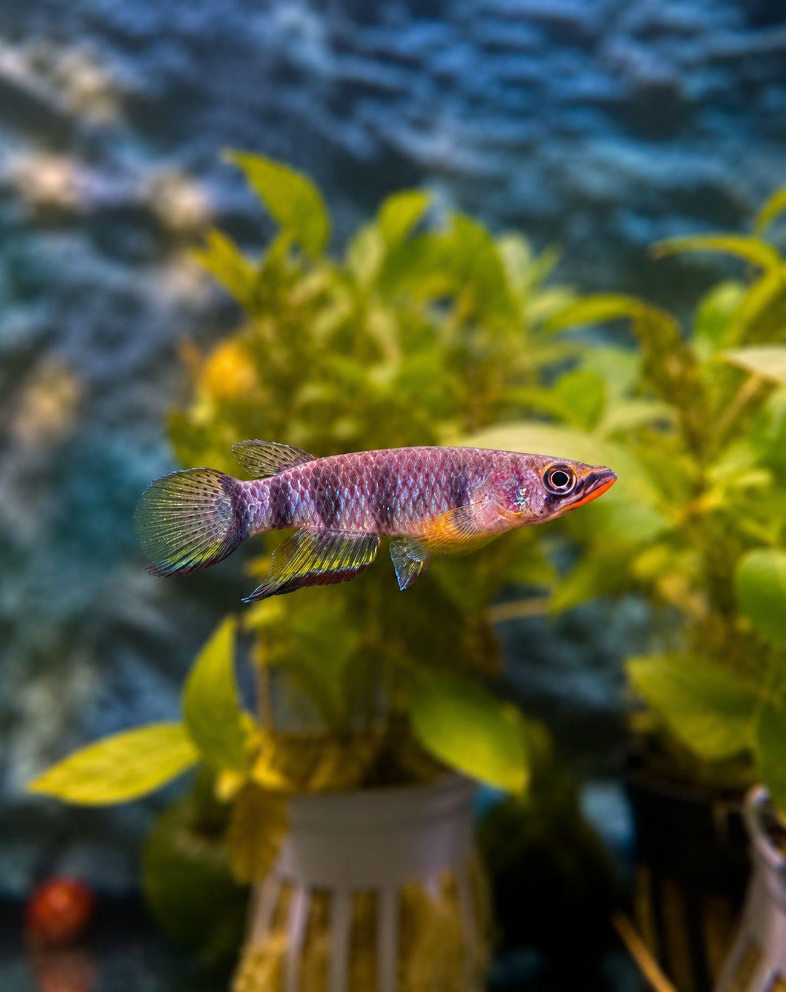 EPIPLATYS DAGETI DAGETI