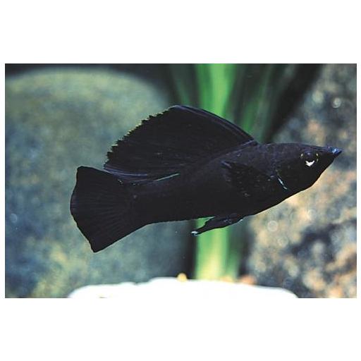 MOLLY VELIFERA NEGRO 5-6CM [0]