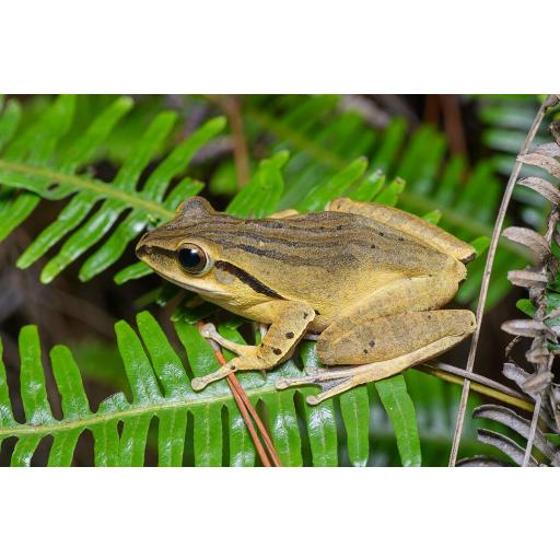 RANA POLYPEDATES MEGACEPHALUS 3CM
