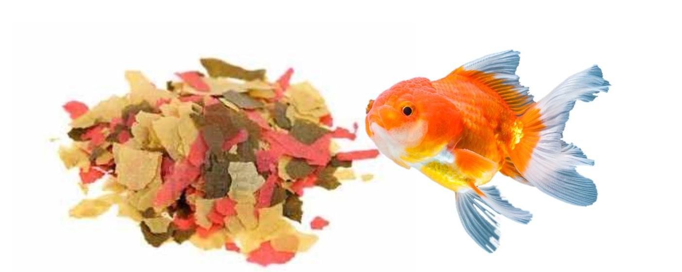 Alimentacion Agua Fría