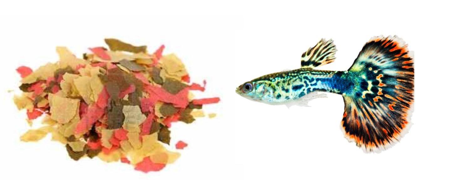 Alimentación Agua Caliente