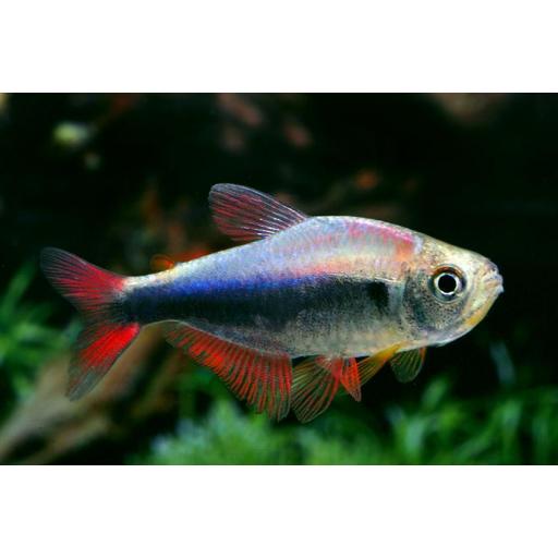 Tetra Peru -  Hyphessobrycon sp. Peru red-blue 2,5-3cm [0]