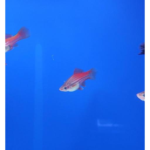 XIPHOPHORUS HELLERI PAPAGAYO HEMBRA 3-3.5CM [0]