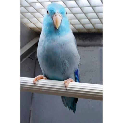 FORPUS AZUL MACHO [0]