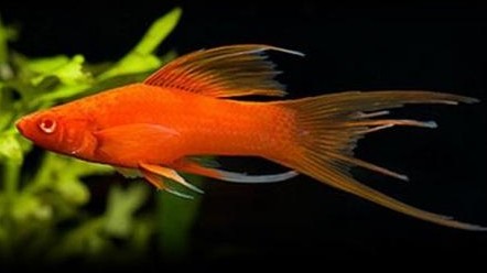 XIPHO MACHO DOBLE ESPADA 4-4,5CM [0]