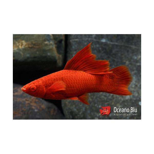 XIPHOPHORUS HELLERI WIEN 4-5CM HEMBRAS