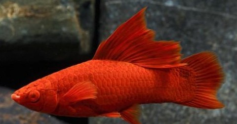 XIPHOPHORUS HELLERI WIEN 4-5CM HEMBRAS [0]