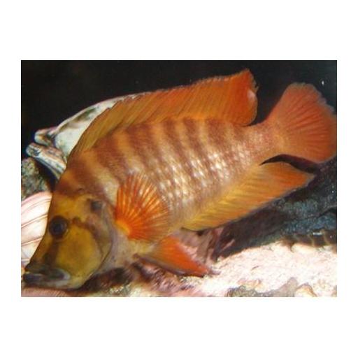 ALTOLAMPROLOGUS COMPRESSICEPS RED 