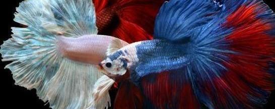 Productos para Peces Betta
