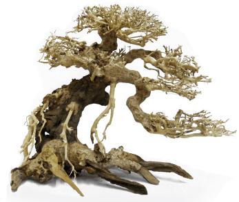 Decoracion Bonsai Caida Derecha 20x25 para acuarios de agua dulce