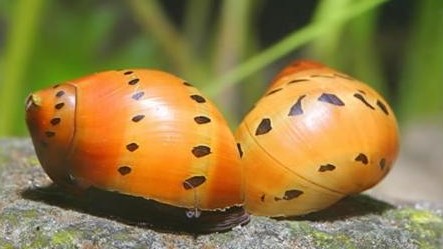 Caracol Red Spotted