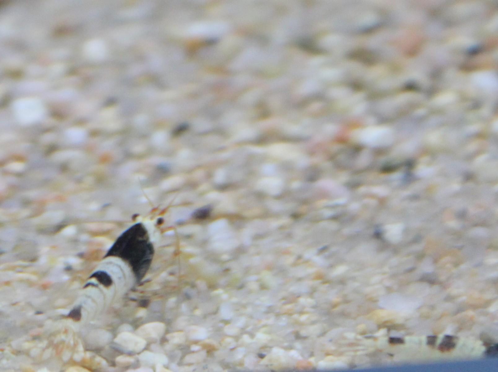 Gamba Crystal Black Shrimp Atigua Caridina Cantonensis Sp Bee Por