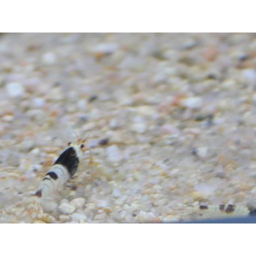 Gamba Crystal Black Shrimp atigua Caridina cantonensis sp. “Bee” 