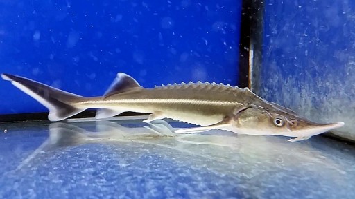 Esturion Baerii + 50 cm [0]