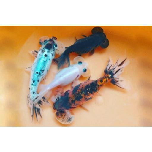 OJO DE BURBUJA BLANCO 5-6CM [0]
