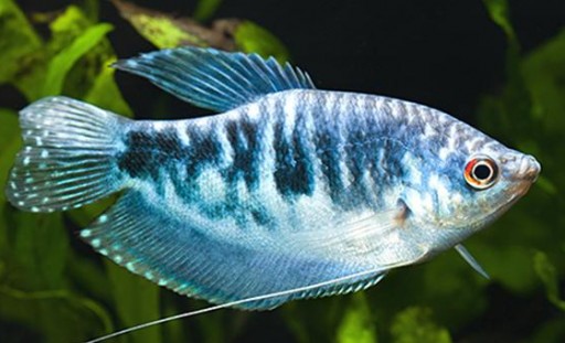 Gourami Azul - Trichogaster  Cosby 4-5cm