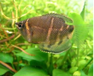 Gourami Chocolate 2,5-3 [0]