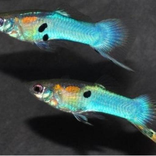 Guppy Macho Endler Azul  2-2,5cm [0]