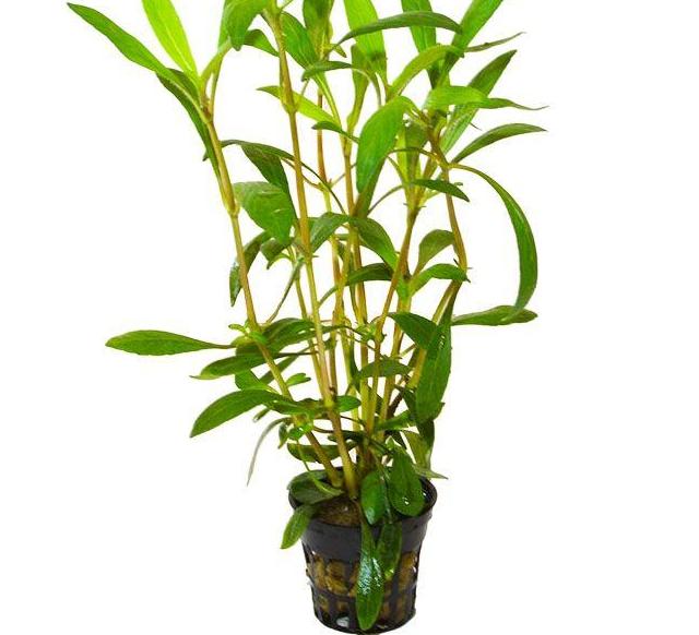 PLANTAS EN MACETA