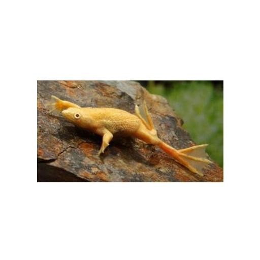 Rana de Uñas - Hymenochirus sp. Gold 1,5-2cm [1]