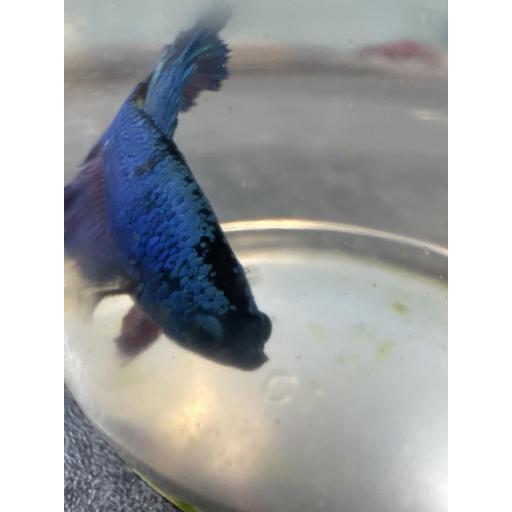 BETTA CORONA MACHO AZUL 3-3.5CM